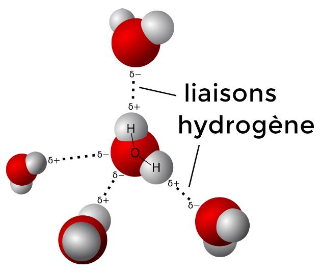 liaisons hydrogène entre molécules d'eau
